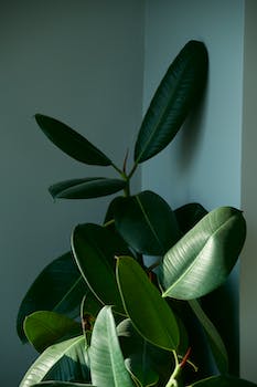 Rubber Plant in a House 